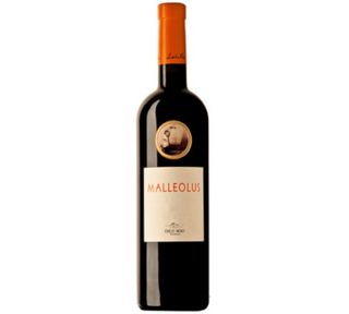 Malleolus 75Cl.