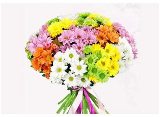 23 Хризантеми, Микс | 1 pieces