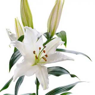 giglio bianco