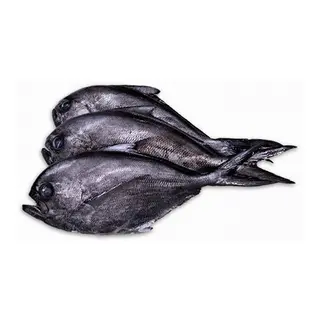 Zapatero (Aprox. 1 Kg.)