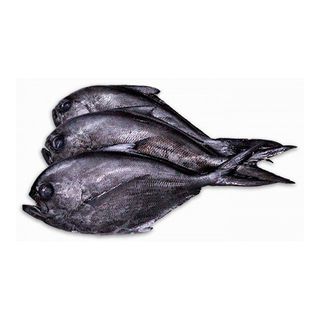 Zapatero (Aprox. 1 Kg.)