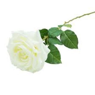 12 Rose bianche gambo lungo