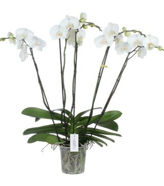Phalenopsis Opti-Flor THEATRO