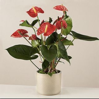 Pianta di Anthurium rosso o simile con vaso di ceramica