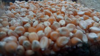 Maiz Palomitero (España)