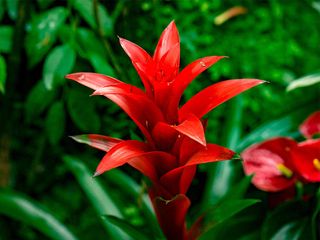 Guzmania 