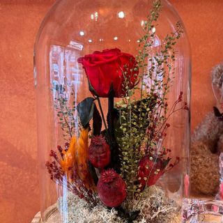 Cúpula preservada rosa roja