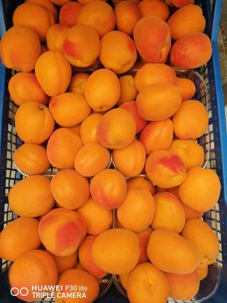 Albicocche
