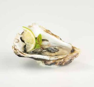 S11 Ostrica - 1 pezzo