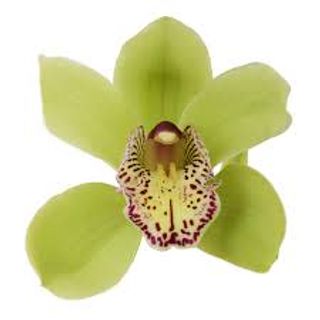 Orhidee cymbidium cupa