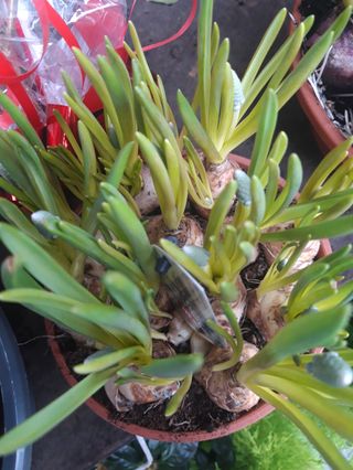 Pianta di muscari invernale