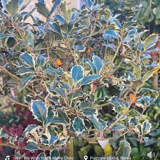 Pianta di agrifoglio