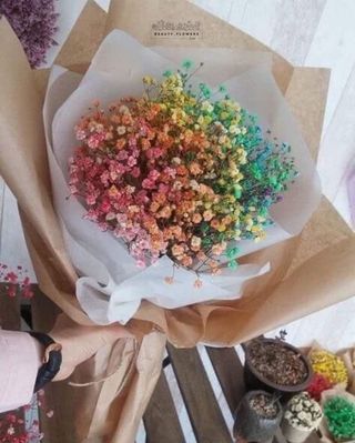 ფერადი გიფსოფილა