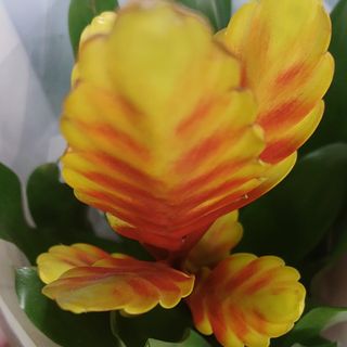 Pianta fiorita si chiama Guzmania da appartamento molto particolare