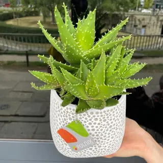 Aloes ościsty w doniczce ceramicznej
