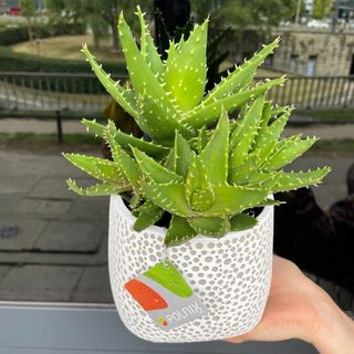 Aloes ościsty w doniczce ceramicznej
