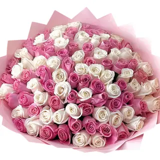 Soft  Charm Roses