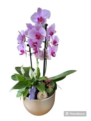 Composizione mista orchidea