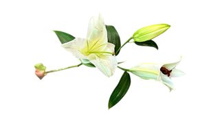 თეთრი ლილია (შროშანი)