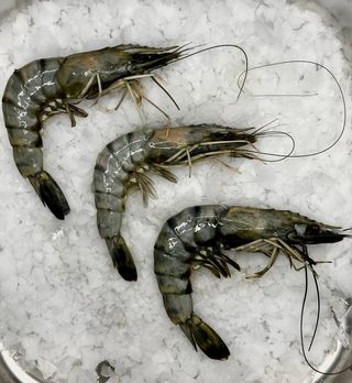 Krewetka tygrysia cała 100g 