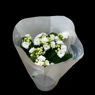 Kalanchoe 