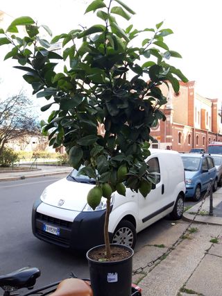 Pianta di limone ( 1 metri ) extra 