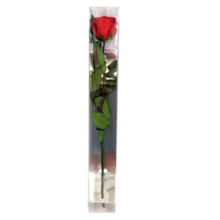 Rosa roja Eterna.