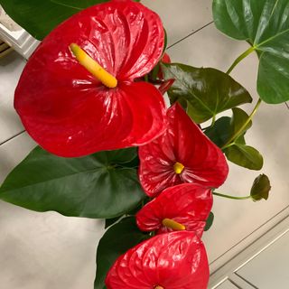 Anthurium Rojo Planta