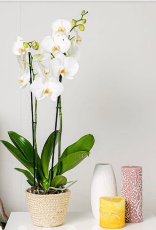 Orchidea Bianca da 3 rami 