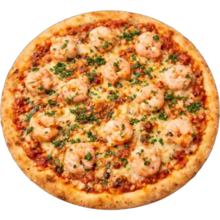  Scampi   Senior