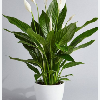 Spathiphyllum 