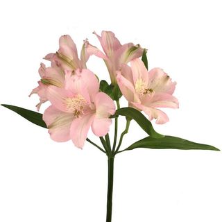 Alstroemeria roz