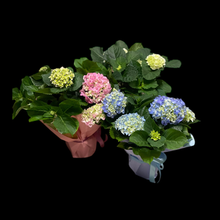 Hortensii