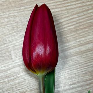 Tulipany 