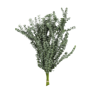 Eucalipto Baby Blue Flor Suelta (Por Unidad/Nos son ramos/No bouquet)