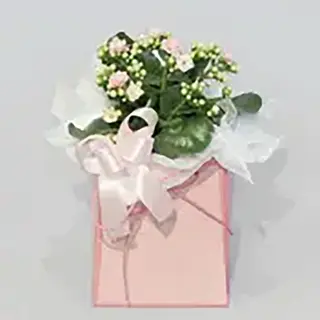 Biljka 4