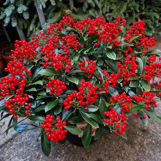 Pianta Skimmia Grande.