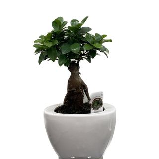 Ficus ginseng în vas ceramic