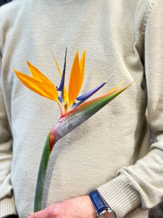 სტრელეცია(სამოთხის ჩიტი)