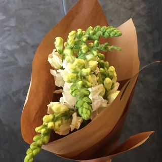 Muflier blanc (5 tiges)