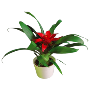 Bromelia mała 