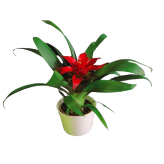 Bromelia mała 