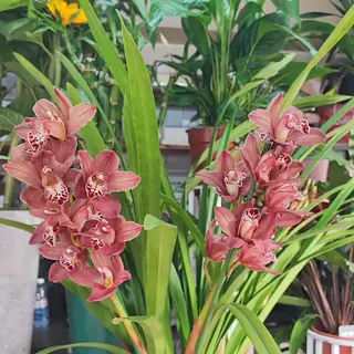 Pianta di orchidea