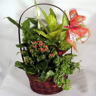 Cesta de plantas naturales