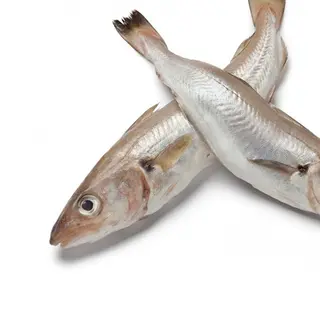 Boqueron grande
