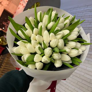 51 білий тюльпан 