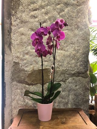 Orquídea Malva con maceta