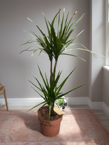 Dracena