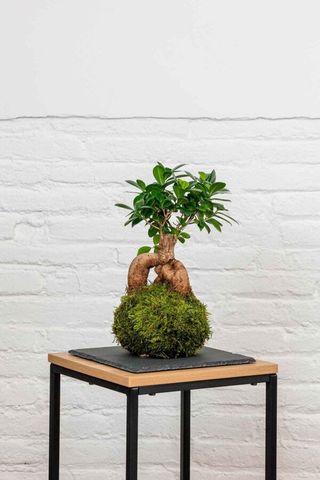 Kokedama ficus ginseng
