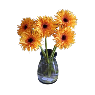 Gerbera pomarańczowa 5 szt.